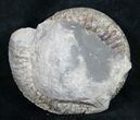 Large Pyritized Dactylioceras Ammonite #9718-2